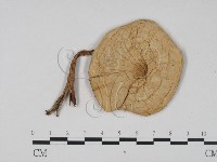 登錄號:F0008394藏品圖，第1張