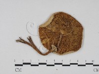 登錄號:F0008394藏品圖，第3張