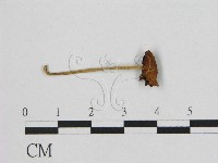 登錄號:F0008395藏品圖，第1張