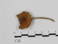 登錄號:F0008396藏品圖，第1張