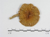 登錄號:F0008398藏品圖，第1張