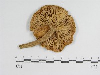 登錄號:F0008398藏品圖，第3張