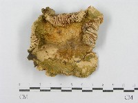 登錄號:F0008399藏品圖，第1張