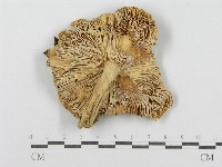 登錄號:F0008399藏品圖，第3張