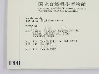 小菇屬藏品圖，第2張