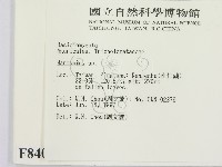 小皮傘屬藏品圖，第2張