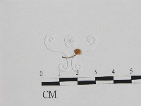 小皮傘屬藏品圖，第1張