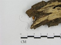 小菇屬藏品圖，第3張