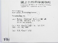 微皮傘屬藏品圖，第2張