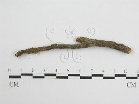 微皮傘屬藏品圖，第3張