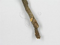 微皮傘屬藏品圖，第4張