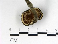 登錄號:F0008406藏品圖，第3張