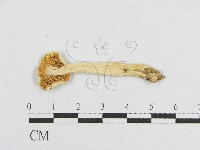 登錄號:F0008409藏品圖，第1張