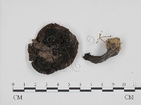 登錄號:F0008410藏品圖，第1張