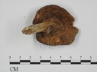 登錄號:F0008411藏品圖，第1張