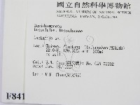 乳菇屬藏品圖，第2張