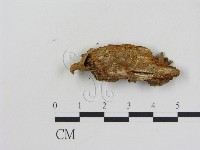 乳菇屬藏品圖，第3張