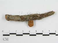 微皮傘屬藏品圖，第1張