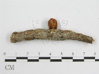 微皮傘屬藏品圖，第3張