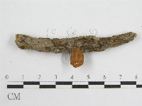 微皮傘屬藏品圖，第4張