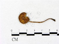 登錄號:F0008419藏品圖，第3張