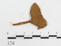 粉褶菌屬藏品圖，第3張