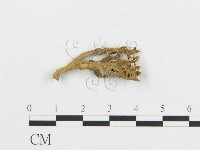 登錄號:F0008422藏品圖，第1張