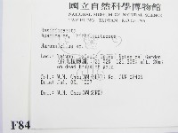 微皮傘屬藏品圖，第2張