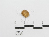 微皮傘屬藏品圖，第1張