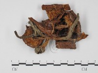 登錄號:F0008425藏品圖，第1張