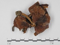 登錄號:F0008425藏品圖，第3張