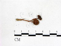 粉褶菌屬藏品圖，第3張