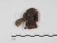 登錄號:F0008432藏品圖，第1張