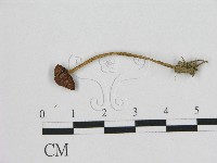 登錄號:F0008434藏品圖，第1張