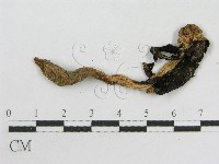 登錄號:F0008435藏品圖，第3張