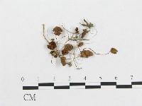 登錄號:F0008436藏品圖，第1張