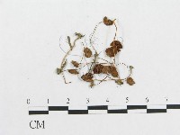 登錄號:F0008436藏品圖，第3張