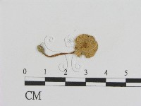 登錄號:F0008437藏品圖，第1張