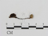 登錄號:F0008438藏品圖，第1張