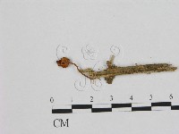 登錄號:F0008440藏品圖，第3張