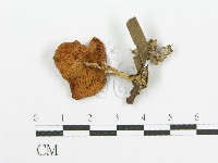 登錄號:F0008441藏品圖，第1張