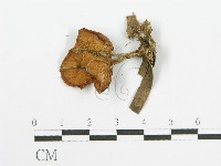 登錄號:F0008441藏品圖，第3張