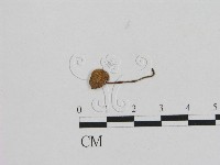 登錄號:F0008442藏品圖，第1張