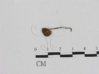 登錄號:F0008442藏品圖，第3張