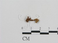 登錄號:F0008443藏品圖，第1張