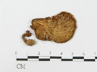 登錄號:F0008444藏品圖，第1張