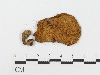 登錄號:F0008444藏品圖，第3張
