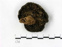 登錄號:F0008445藏品圖，第3張