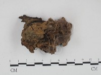 登錄號:F0008446藏品圖，第3張