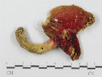 登錄號:F0008447藏品圖，第1張